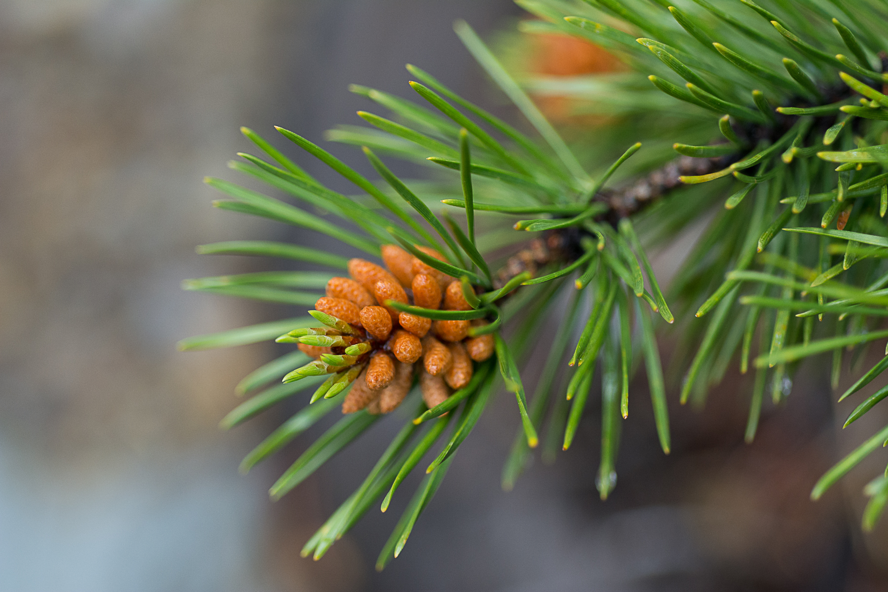 Spruce Needles | Shutterbug